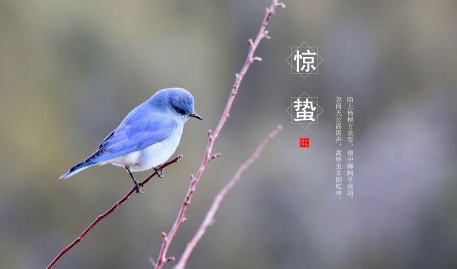 明日驚蟄，不負三月，不負你